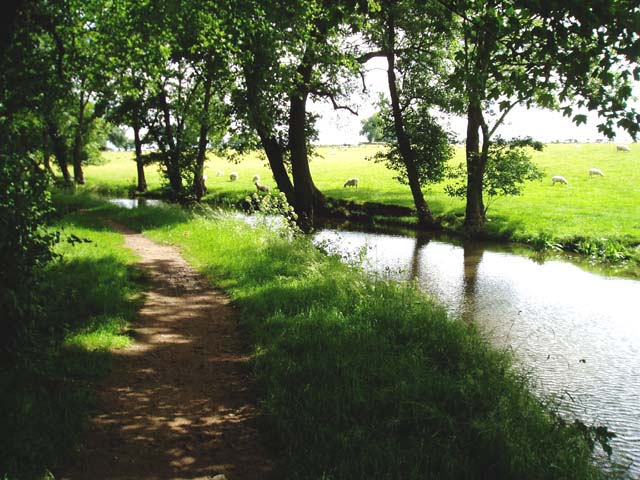 Sheep grazing alongside the Monmouthshire and Brecon Canal