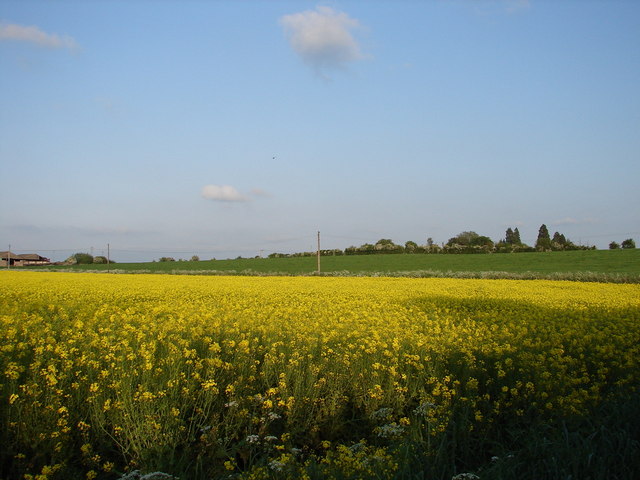 Field of Gold
