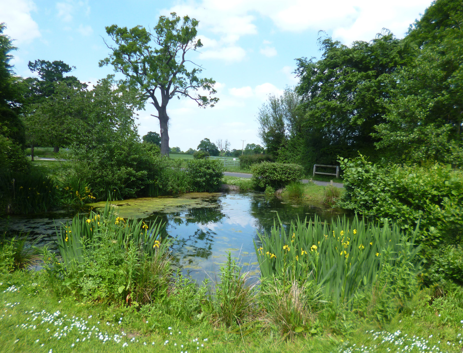 Pond at West End Green