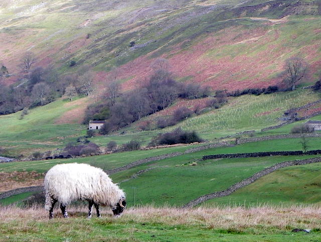 Swaledale ewe, Reeth