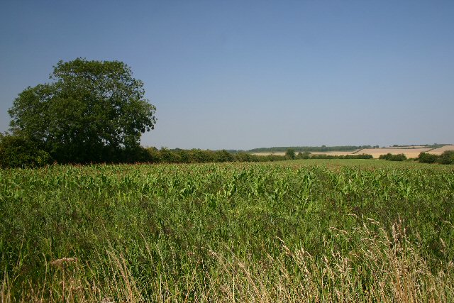 Maize field