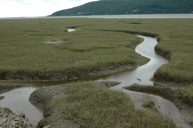 Salt marsh