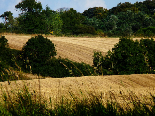 Wheat fields and hedgerows